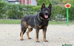 German Shepherd dogs for sale: KC German Shepherd Working line puppies 🐶  - Image 15