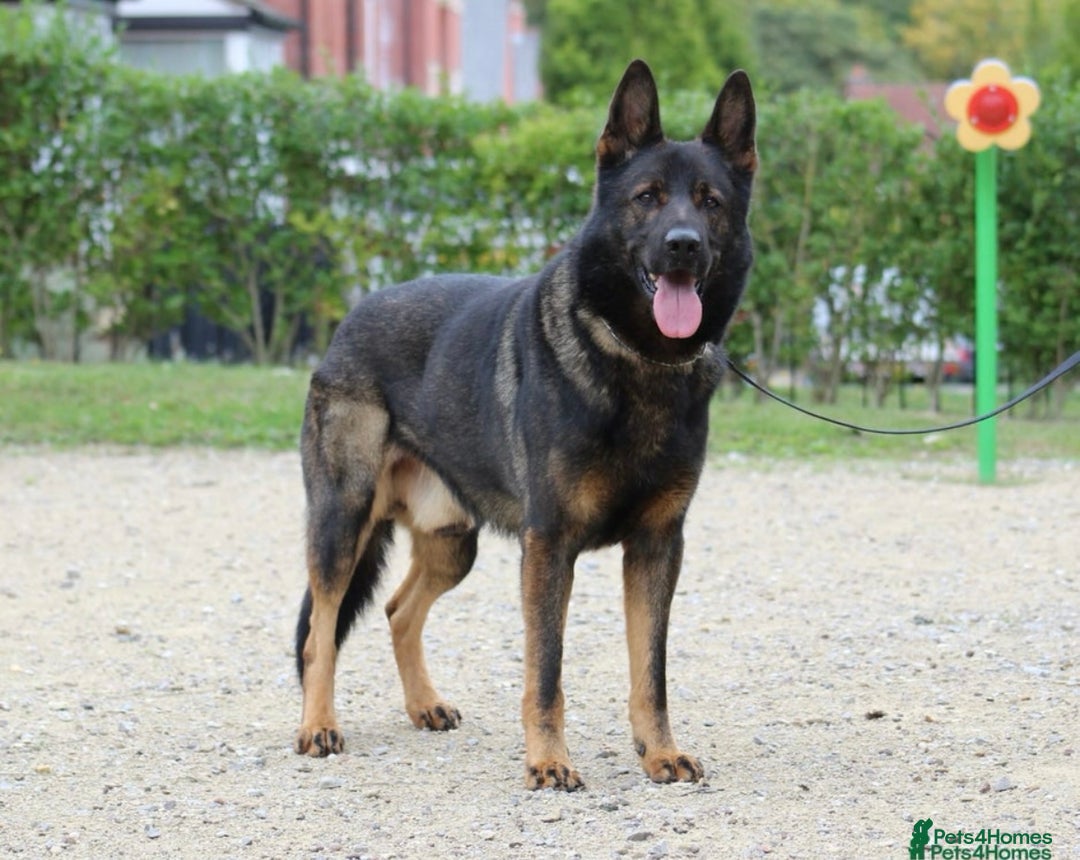 German Shepherd dogs for sale: KC German Shepherd Working line puppies 🐶  - Image 15