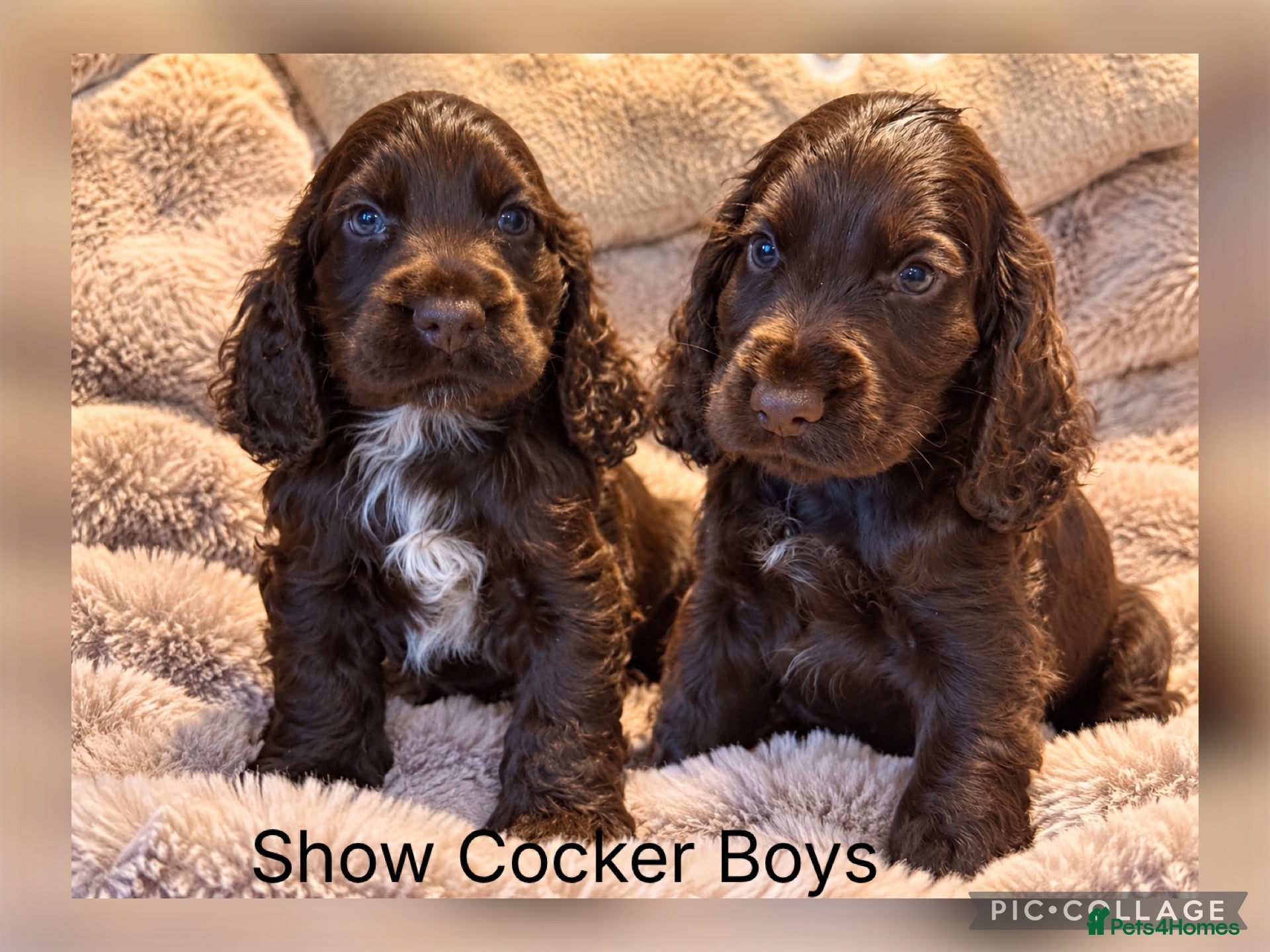 Cocker Spaniel dogs Stunning Show Cocker Spaniel Boys ready now - Advert 1