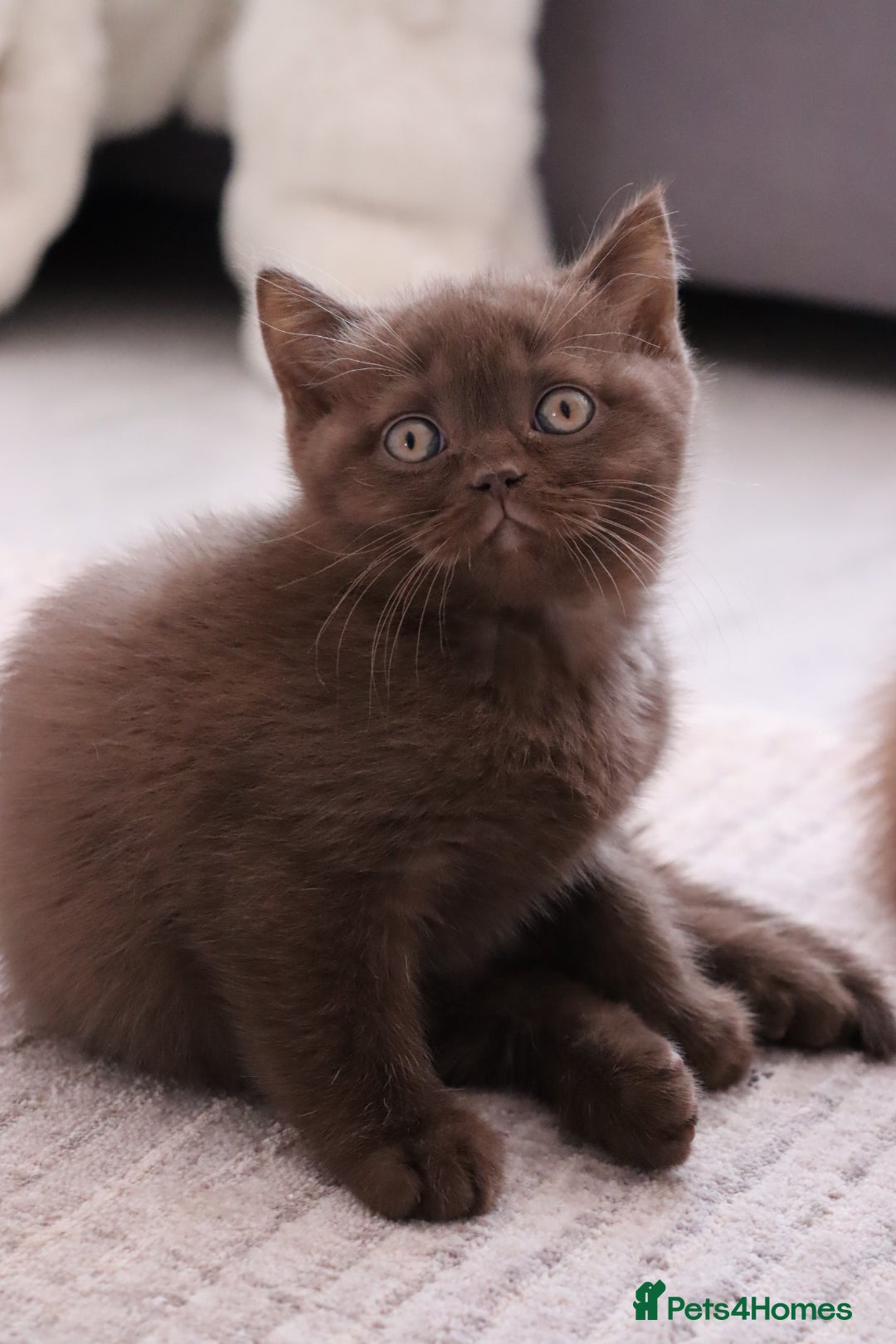 British Shorthair cats Ready Chocolate Champion bloodline BSH - Advert 2