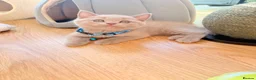British Shorthair cats for sale: Baby Kittens British Shorthair in Gravesend - Advert 33