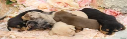 Miniature Dachshund dogs for sale: KC Miniature Dachshund Puppies - Advert 3