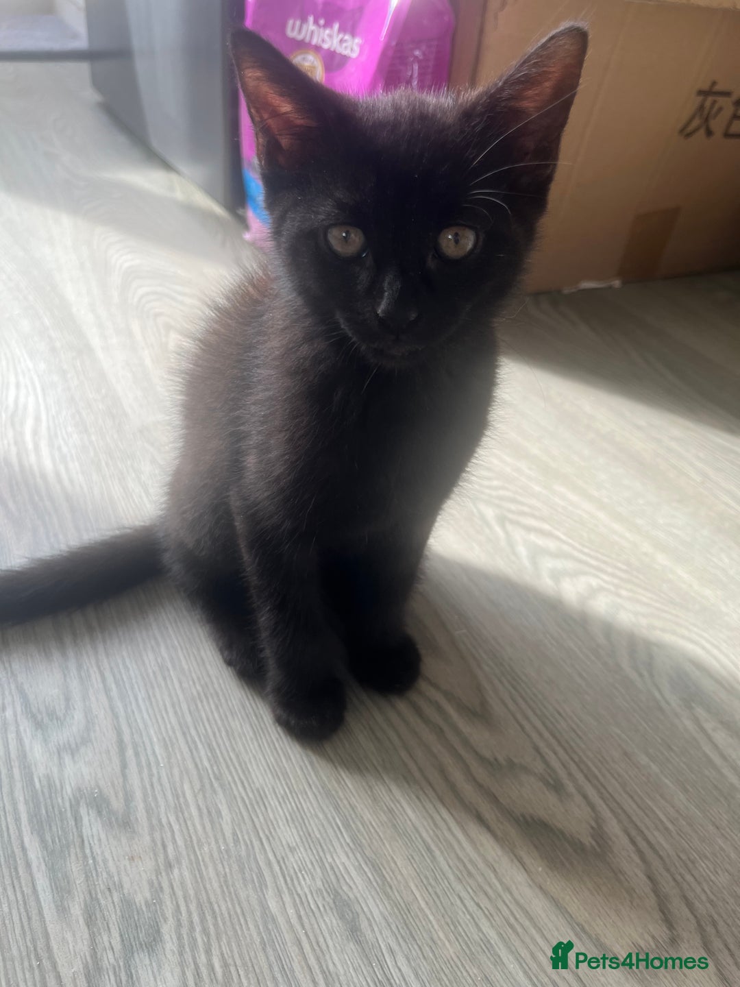 Mixed Breed cats for sale: Mixed breed adorable kittens in Waltham Cross - Image 15