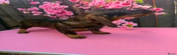 Dachshund dogs for sale: 2 tekles for sale brother and sister £1100 ONO - Advert 12