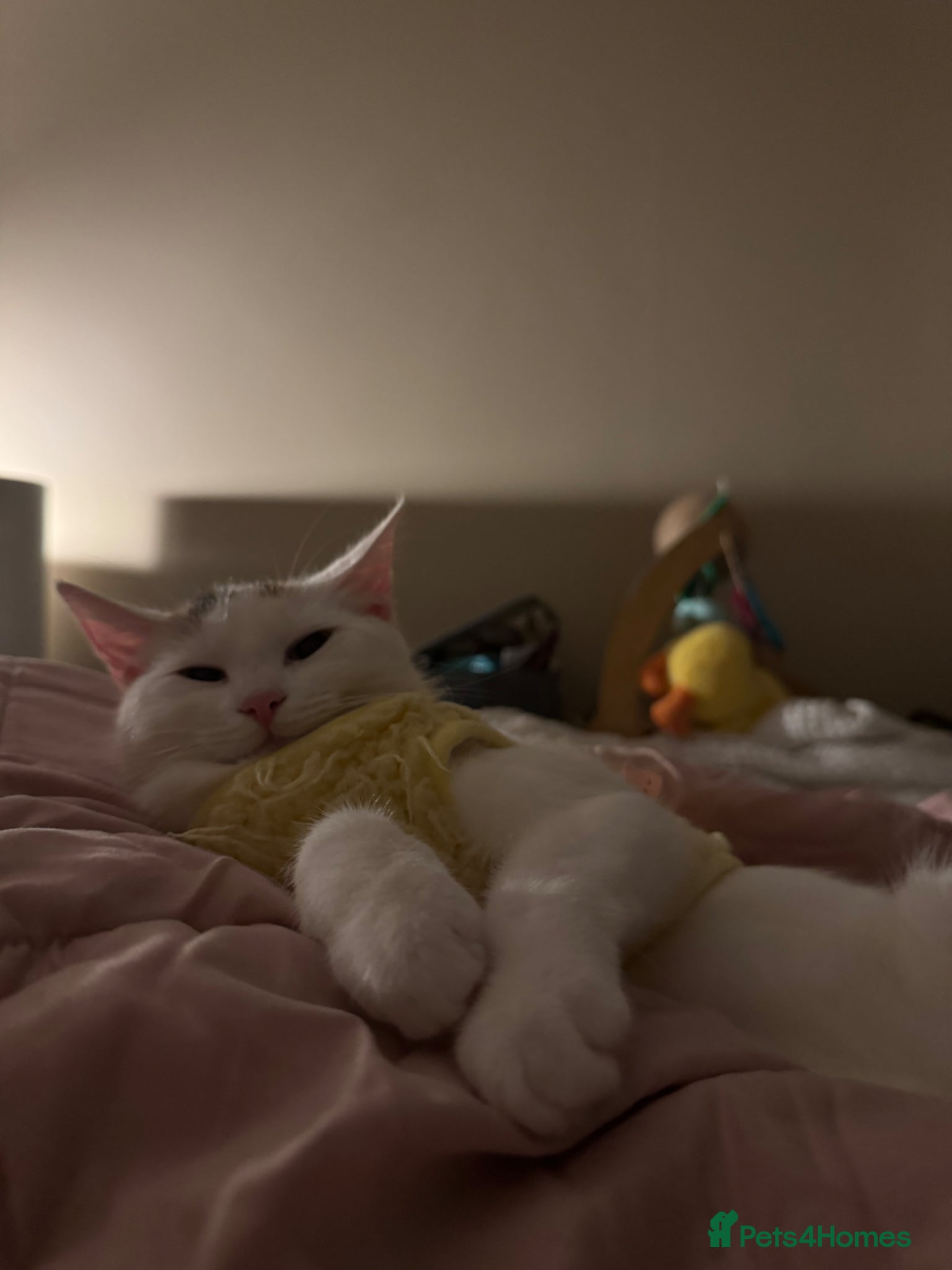 Domestic Shorthair cats Calico Kewpie looking for a new home - Advert 3