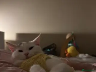 Domestic Shorthair cats Calico Kewpie looking for a new home - Advert 3