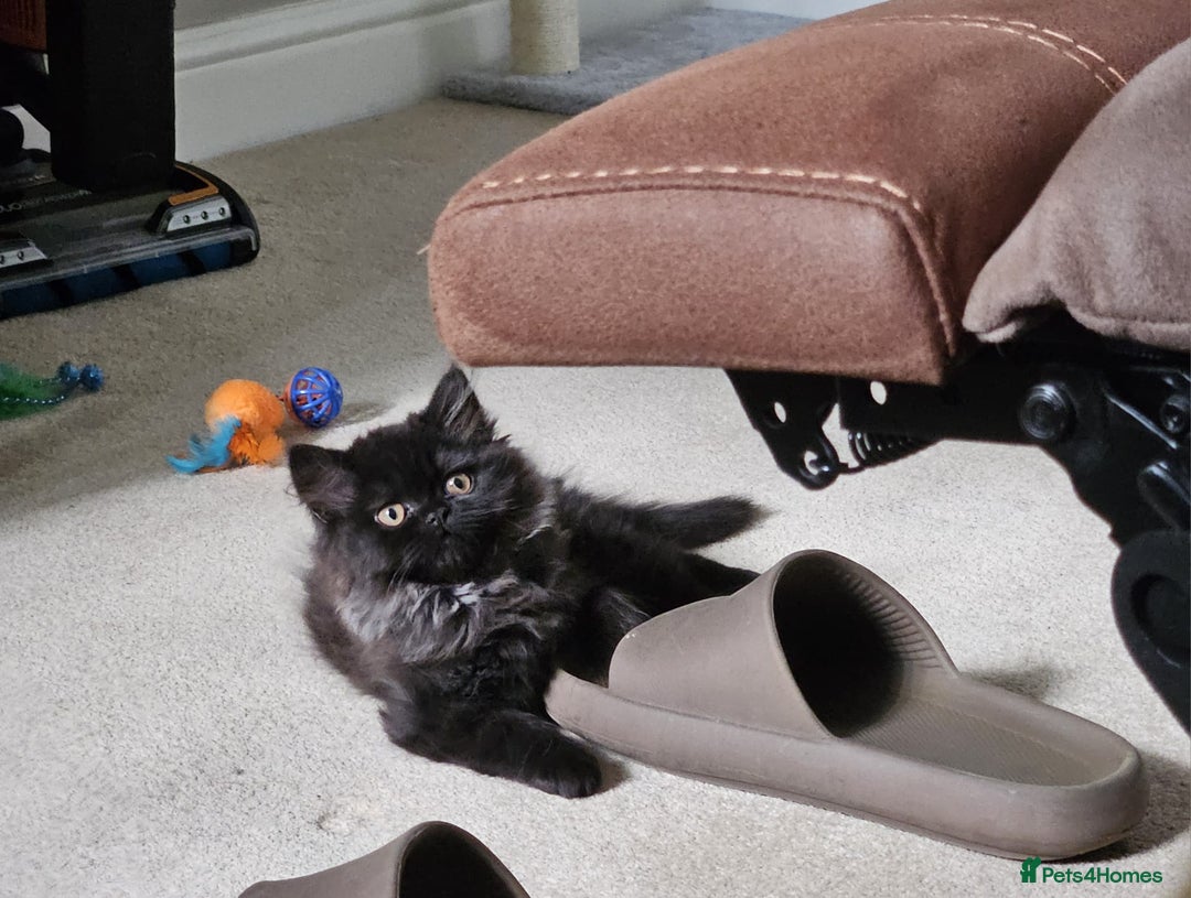 Persian cats for sale: Stunning Persian Boy - Image 14