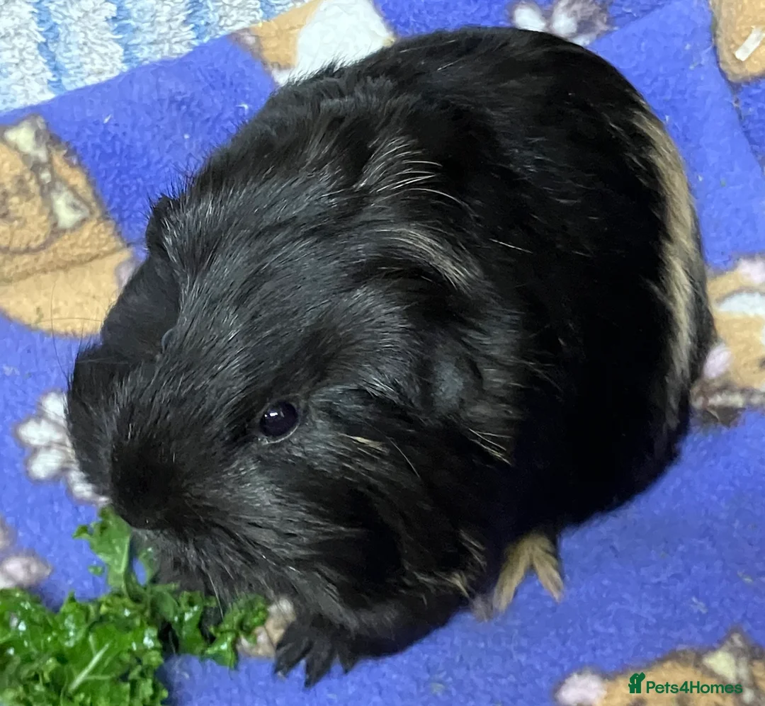 Guinea Pig rodents for sale: Baby Smooth-haired guinea pig sow. - Advert 1