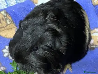 Guinea Pig rodents Baby Smooth-haired guinea pig sow. - Advert 1