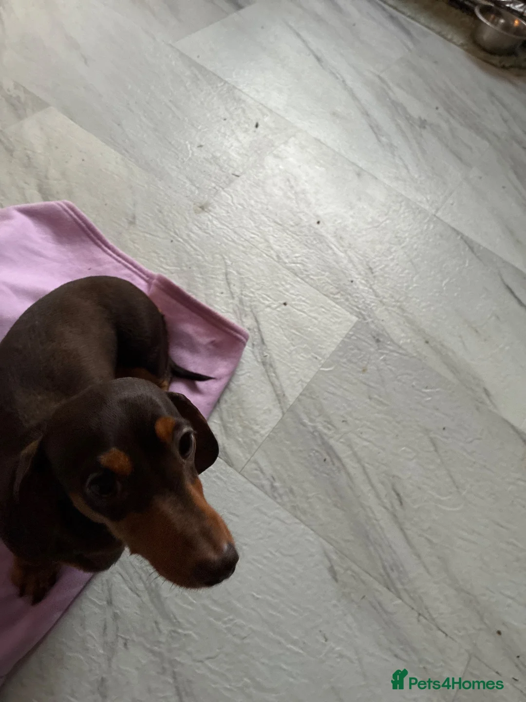 Dachshund dogs for sale: Miniature Dachshund  - Advert 5