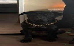 Cane Corso dogs for sale: Female cane corso 10 months  - Image 3