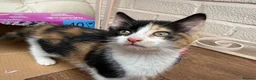 Mixed Breed cats for sale: 2 beautiful playful kittens for sale - Advert 6