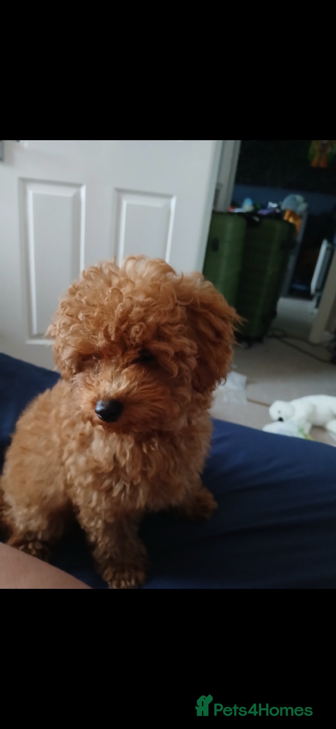 Maltipoo dogs for sale: 1 year old male Maltipoo - Advert 9