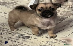 Mixed Breed dogs for sale: PUG CROSS  READY TO GO.  - Image 7