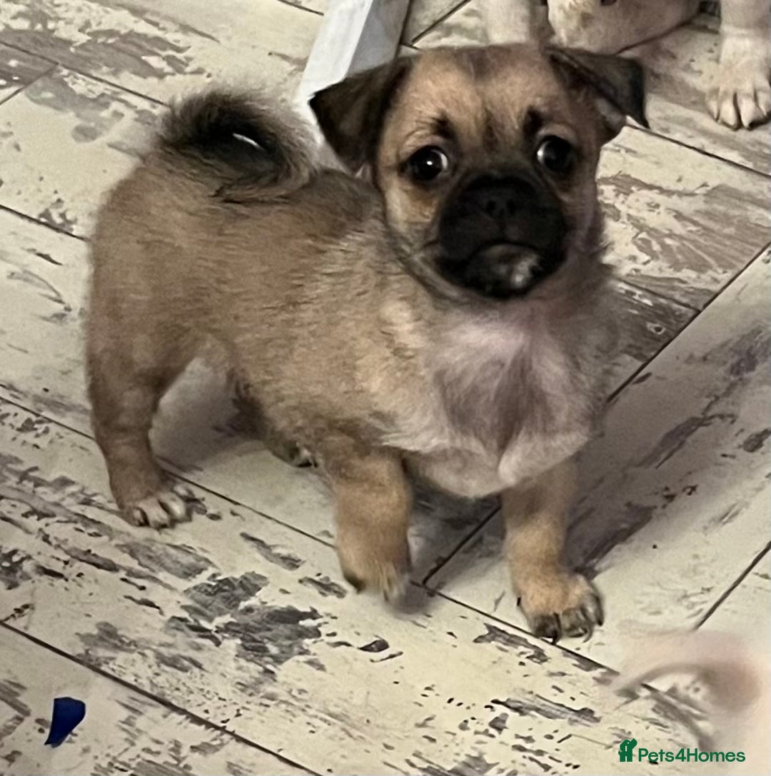 Mixed Breed dogs for sale: PUG CROSS  READY TO GO.  - Image 7