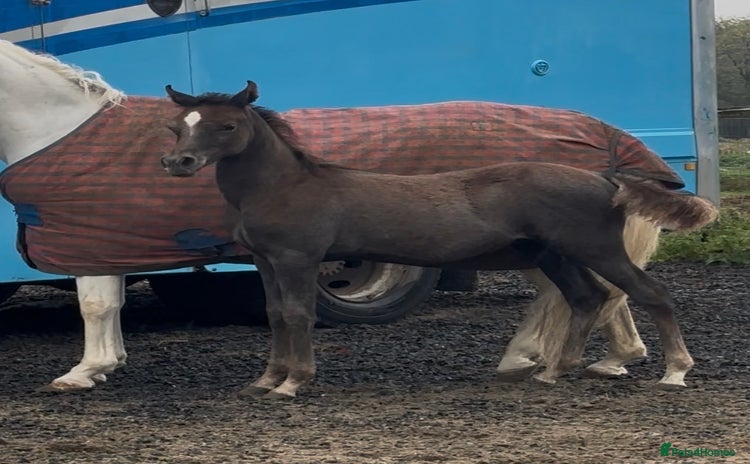 Arabian horse horses - Advert 1