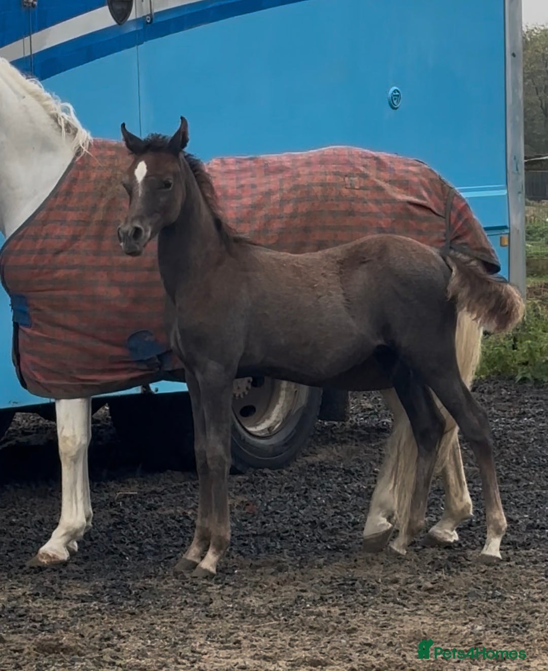 Arabian horse horses for sale: Arabian colt 5 months old  - Image 1