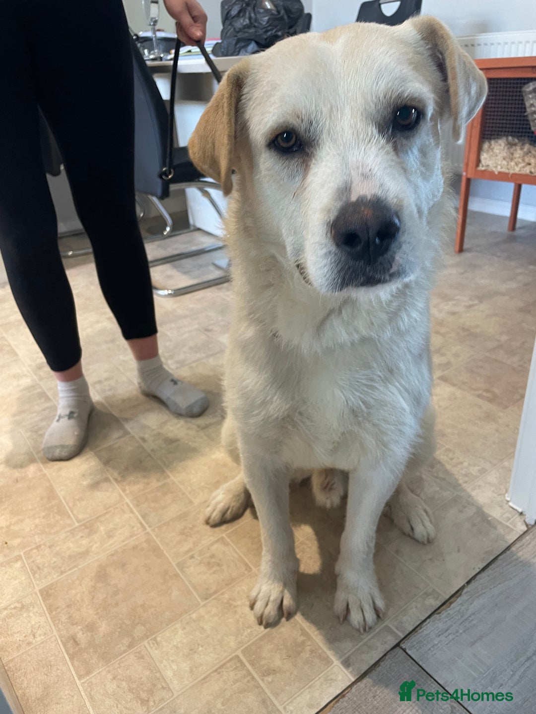 Mixed Breed dogs for sale: Casper - Labrador mix - Image 1