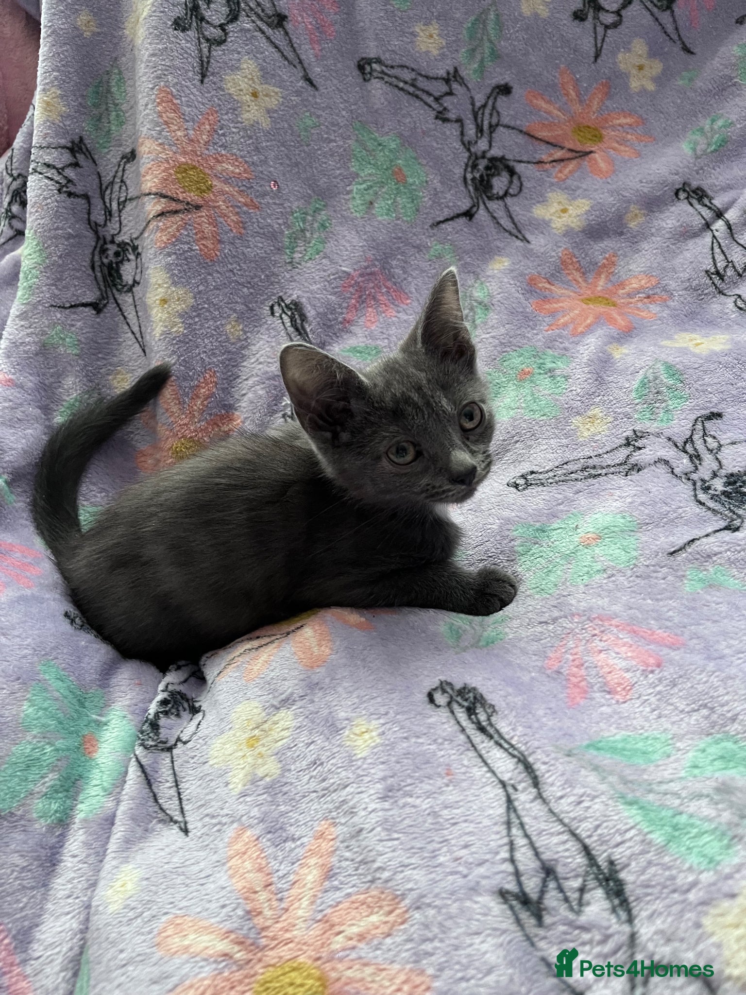 Russian Blue cats for sale: Female Blue Kitten  - Advert 7