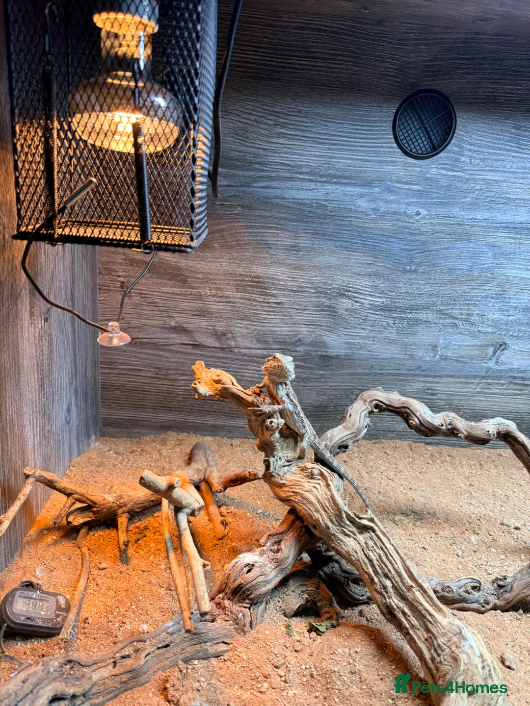 Bearded Dragon reptiles for sale: Five month old bearded dragon and equipment - Advert 2