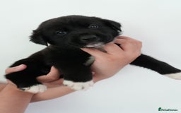 Mixed Breed dogs for sale: Mixed Breed Puppies - Image 6