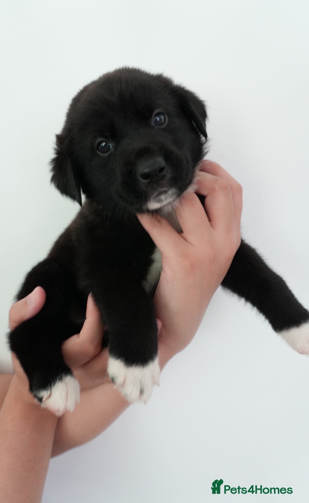 Mixed Breed dogs for sale: Mixed Breed Puppies - Image 6