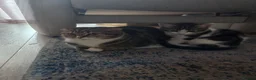 Mixed Breed cats for sale: Female kitten - Advert 6