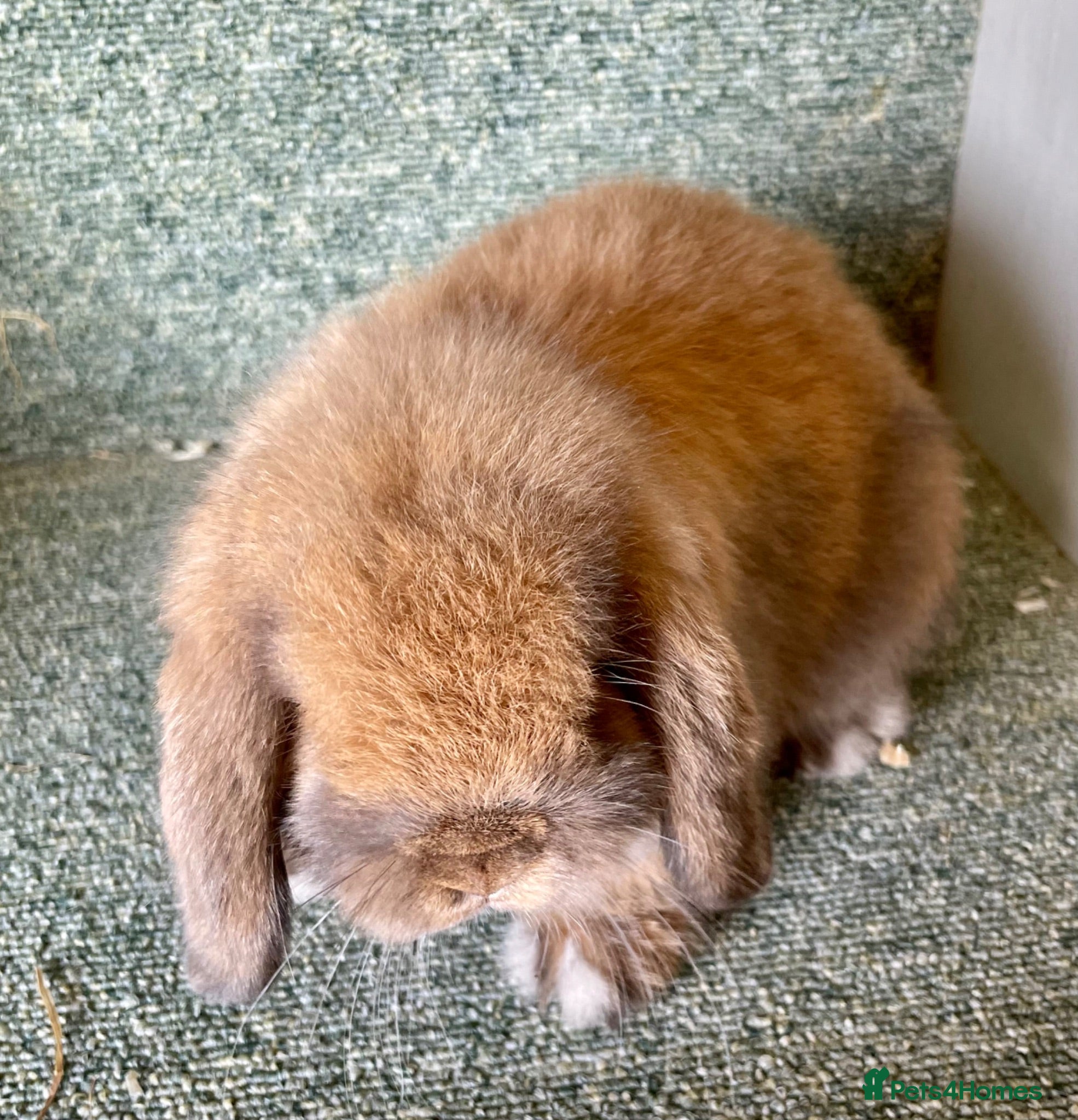Mini Lop rabbits Mini lop sweet boy - Advert 1