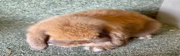 Mini Lop rabbits for sale: Mini lop sweet boy - Advert 1