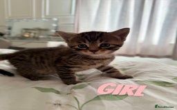 Russian Blue cats for sale: Kittens for sale  - Image 3