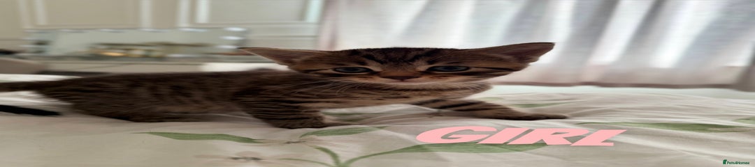 Russian Blue Kitten 4