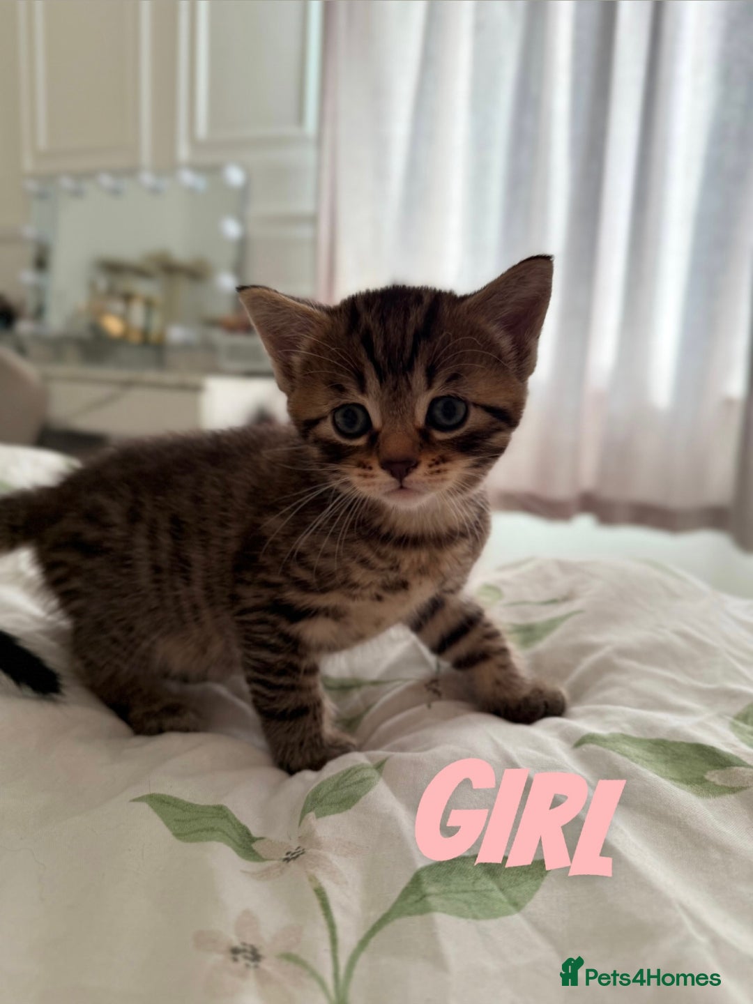 Russian Blue cats for sale: Kittens for sale  - Image 3