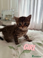 Russian Blue cats - Advert 7