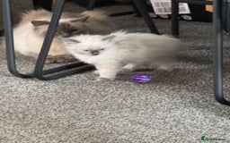 Ragdoll cats for sale: Adorable Ragdoll baby’s  - Image 23