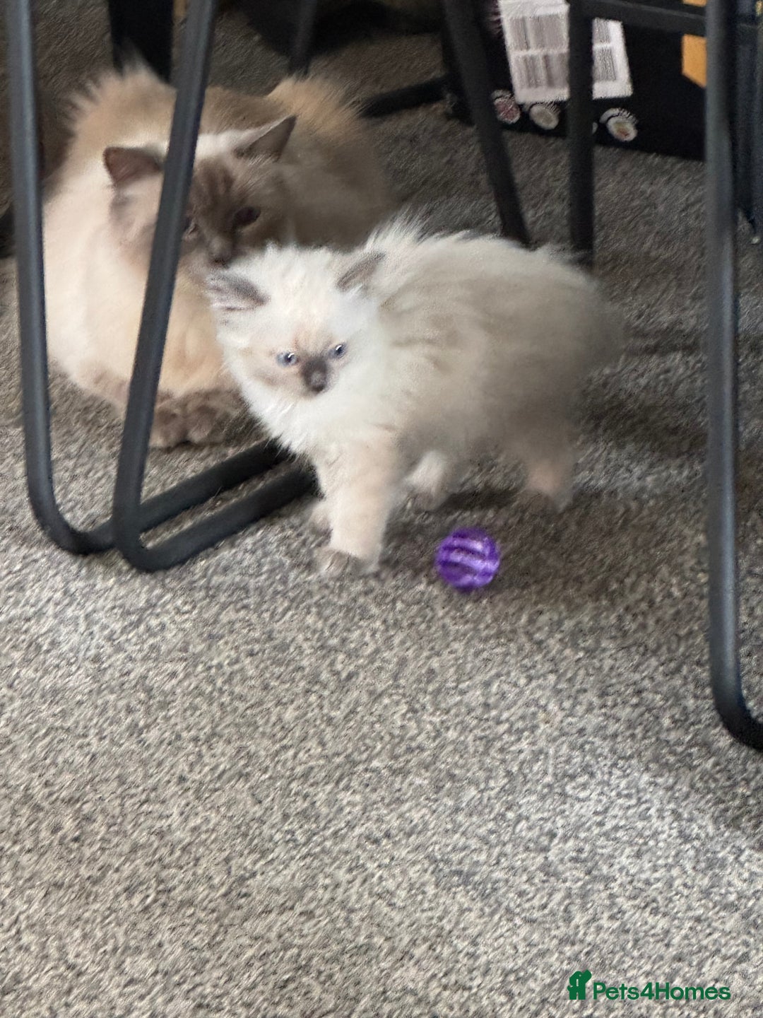 Ragdoll cats for sale: Adorable Ragdoll baby’s  - Image 23