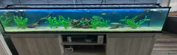 Tetras fish for sale: 180 litre fish tank  - Advert 3