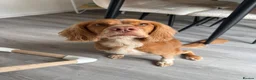 Cocker Spaniel dogs for sale: Rolo - Needing His Forever Home - Advert 1