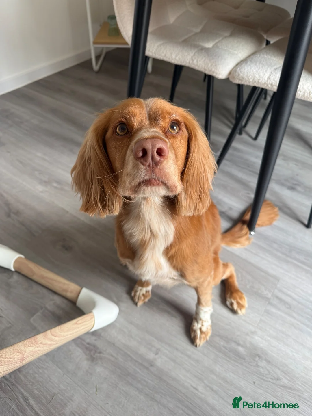 Cocker Spaniel dogs for sale: Rolo - Needing His Forever Home - Advert 1