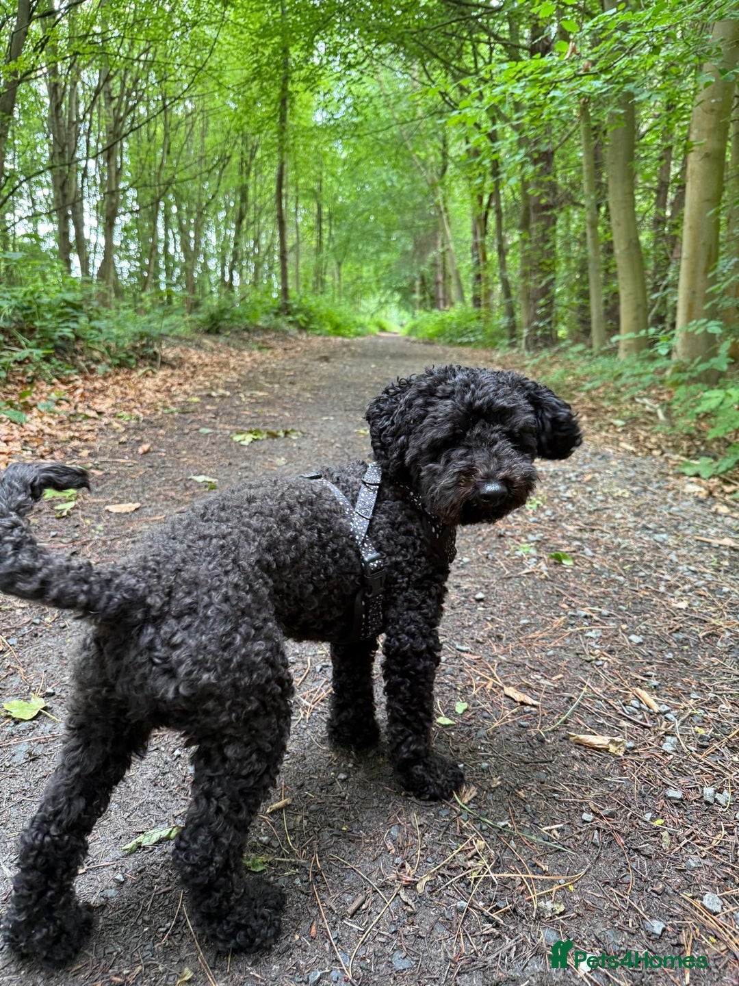 Cavapoochon dogs for sale: Beautiful cavapoochon needing an urgent home! - Advert 12