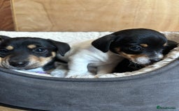 Mixed Breed dogs for sale: Jack Russell x Dachshund  - Image 3