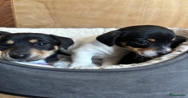 Mixed Breed dogs - Advert 16