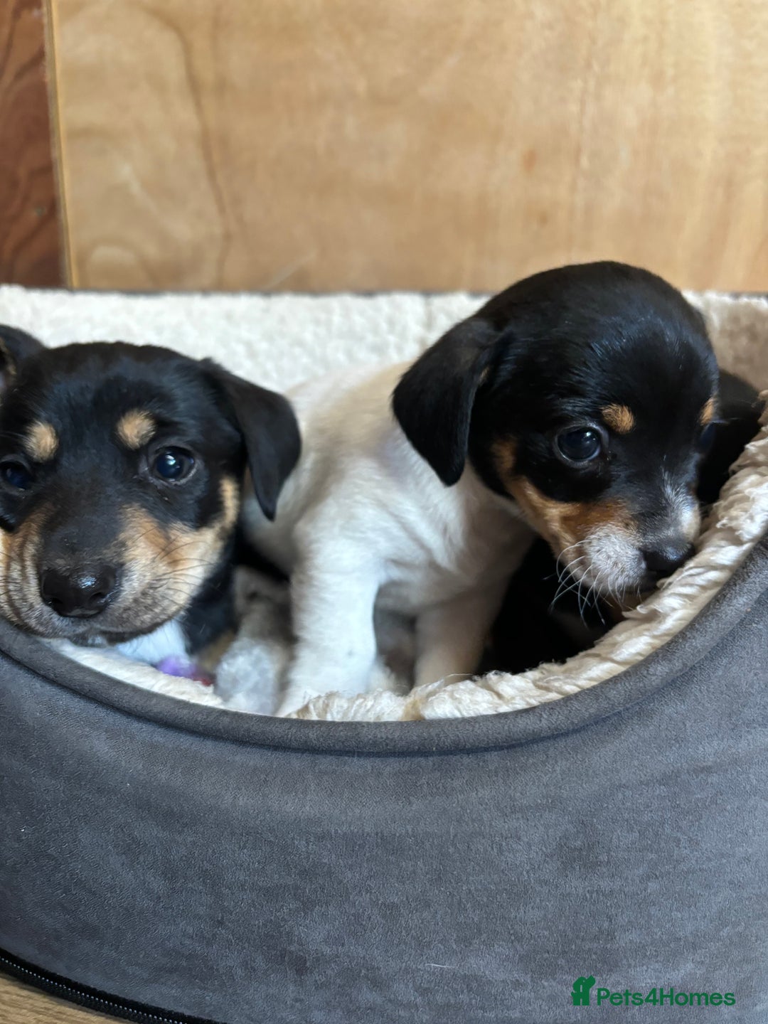 Mixed Breed dogs for sale: Jack Russell x Dachshund  - Image 3