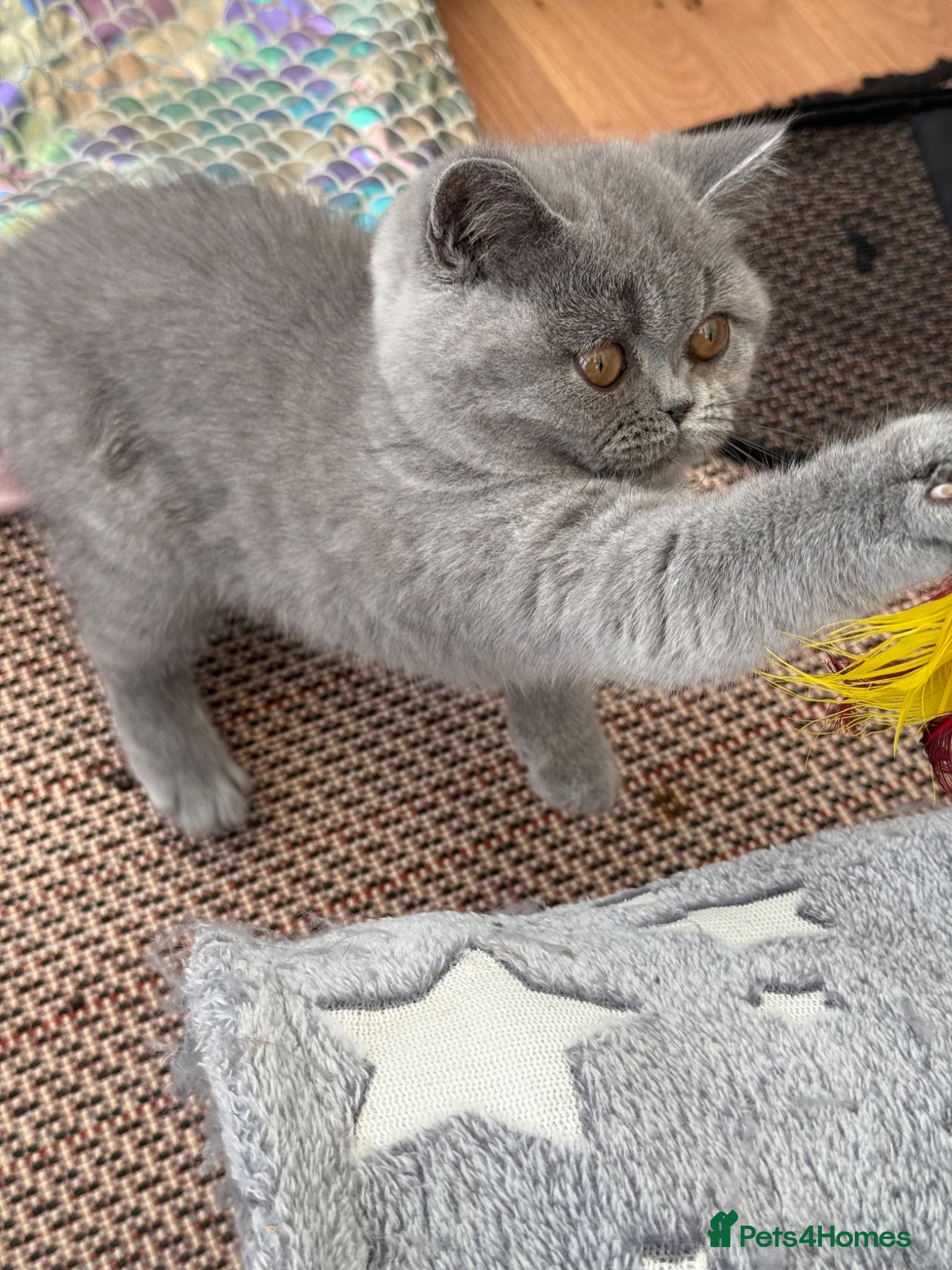 British Shorthair cats for sale: Pedigree British Shorthair Kittens ready to go! - Advert 14