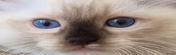 Ragdoll cats for sale: Outstanding TICA reg Ragdoll Male Deep Blue Eyes. - Advert 24