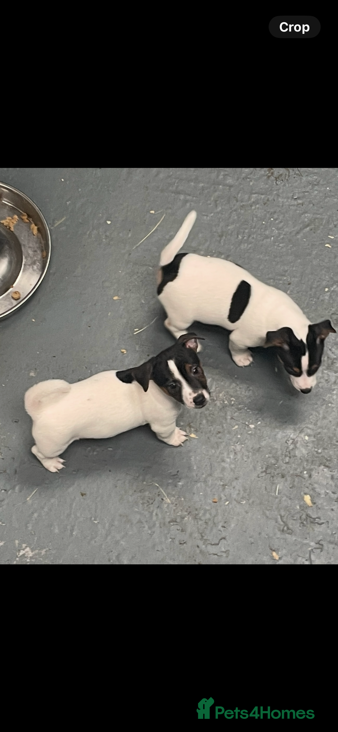 Jack Russell dogs for sale: Pure Jack Russell Puppies for sale  - Image 5