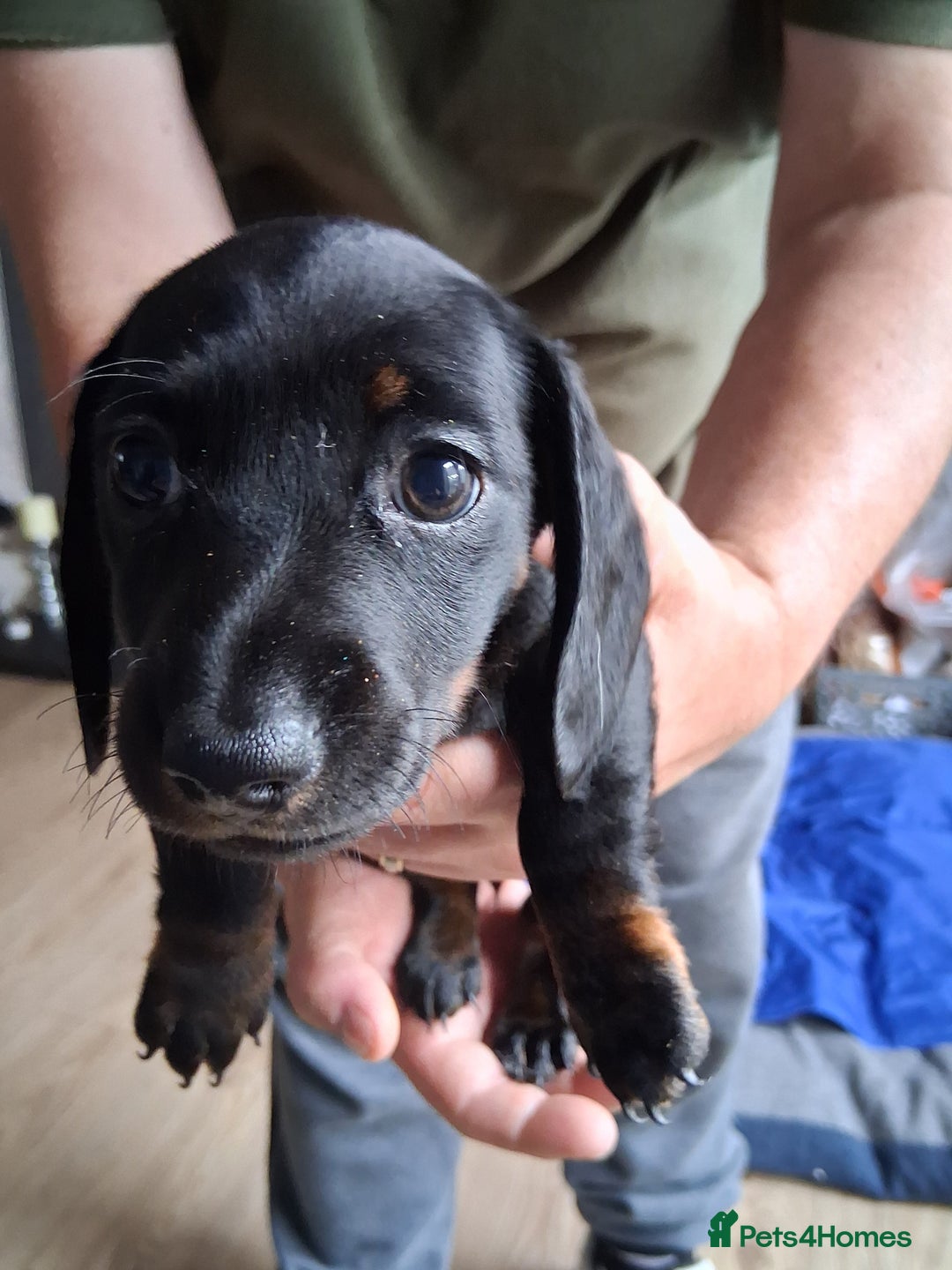 Miniature Dachshund dogs for sale: ..Miniature dachshunds 1 Girl 1BOY READY TO LEAVE  in Ellesmere Port - Image 23