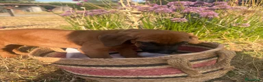Rhodesian Ridgeback 1