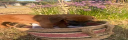 Rhodesian Ridgeback dogs for sale: Rhodesian Ridgebacks Ready to go - Advert 17