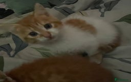 Mixed Breed cats for sale: 2 beautiful girl kittens looking for forever homes - Image 3