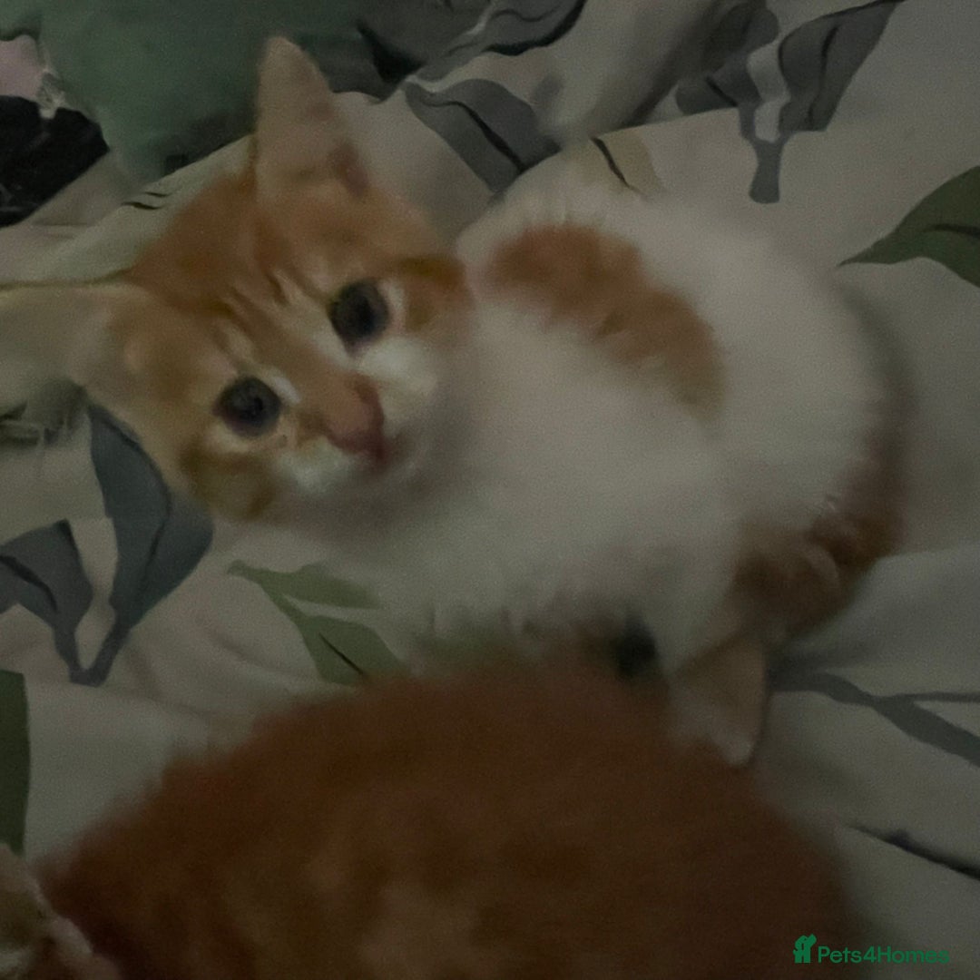 Mixed Breed cats for sale: 2 beautiful girl kittens looking for forever homes - Image 3